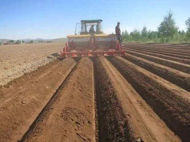 3 Point Hitch Cultivator Mounted Spring Tine Cultivator Shovel Plow